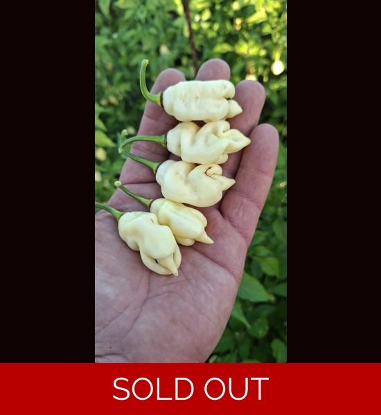 Ghost Yaki Perfume White  (10+seeds)